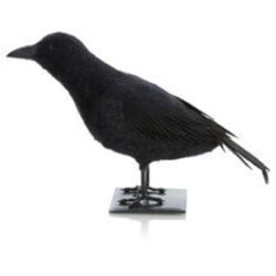 Black Crow
