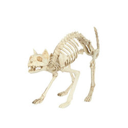 Skeleton Cat